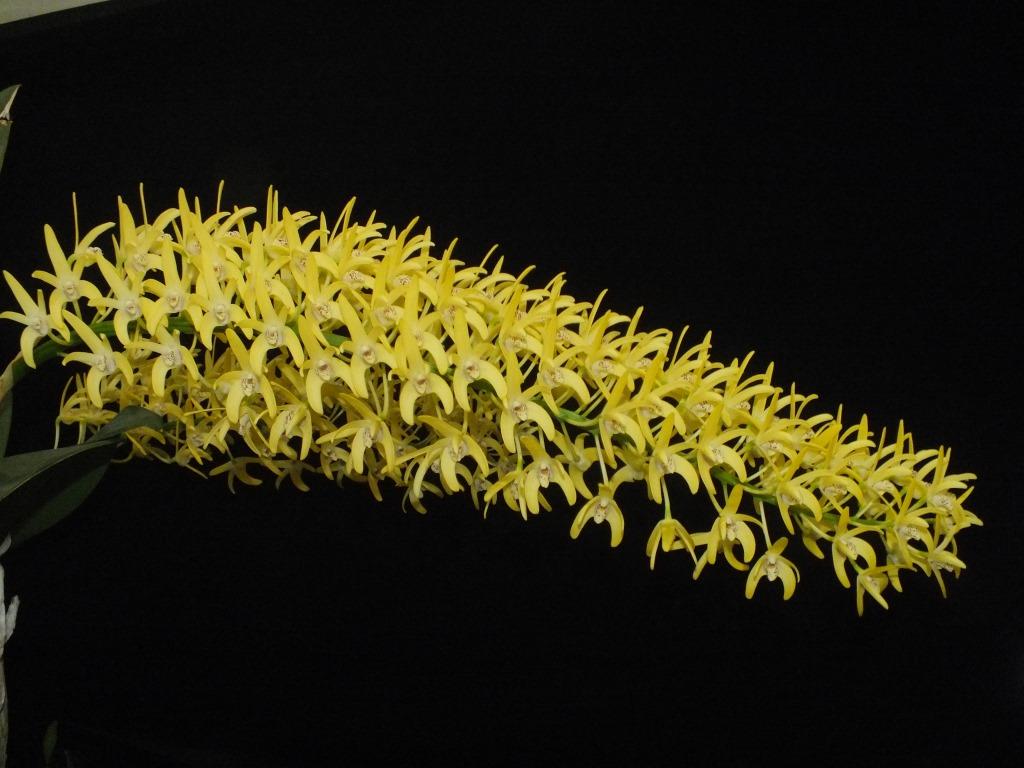 Dendrobium speciosum var. boreale - photo 2