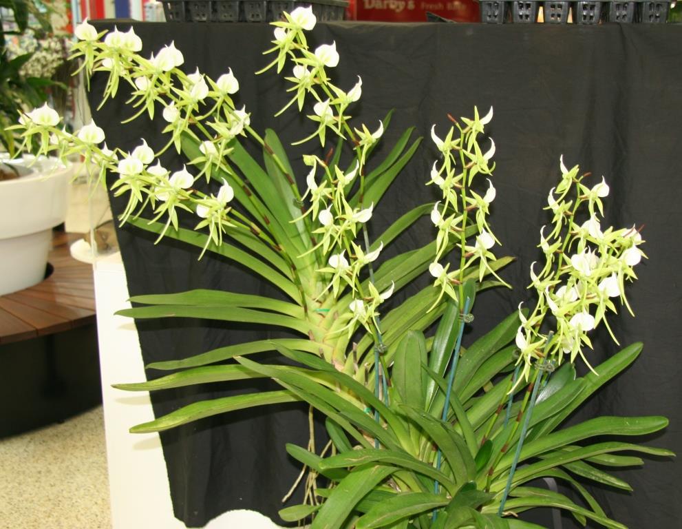 Angraecum eburneum