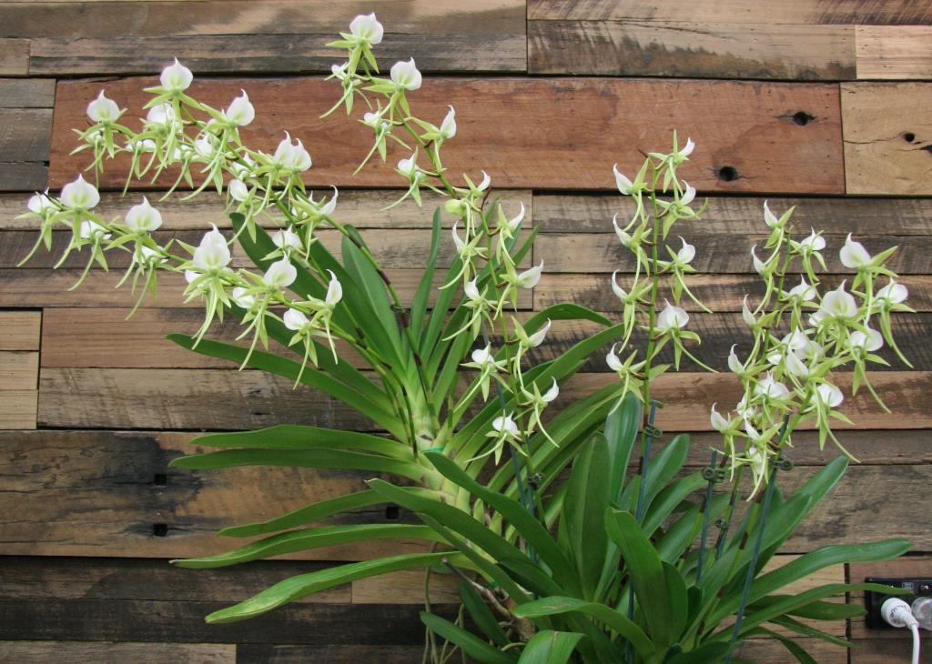 Angraecum eburneum - photo 2