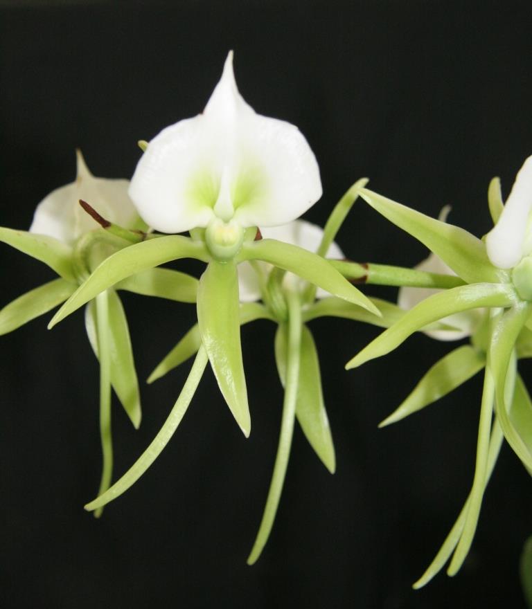 Angraecum eburneum