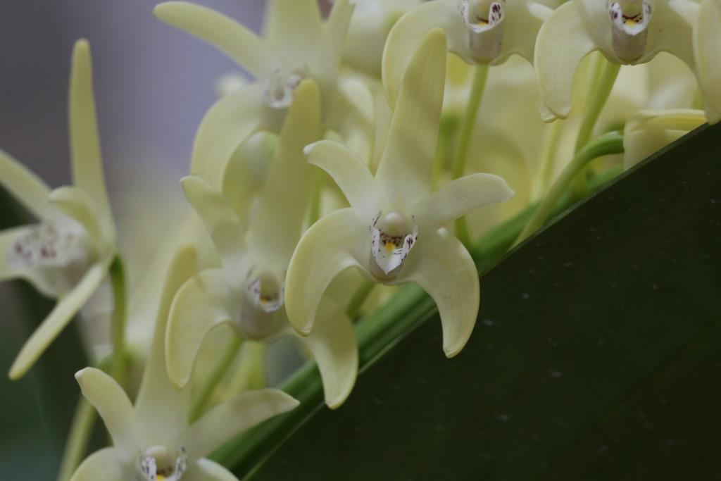 Dendrobium speciosum