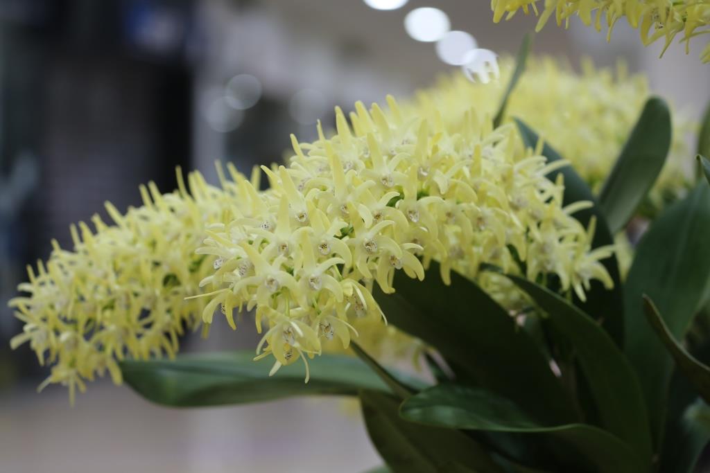 Dendrobium speciosum var. boreale - photo 2