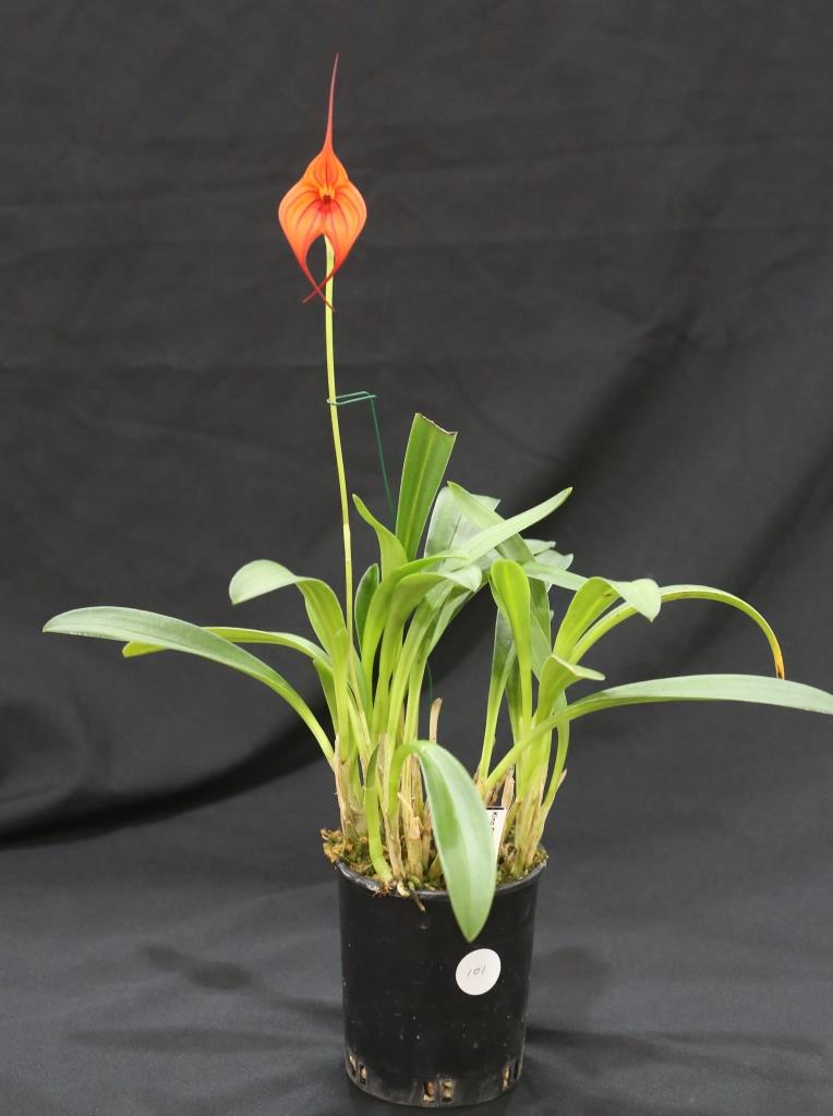 Masdevallia Stripe King - photo 2