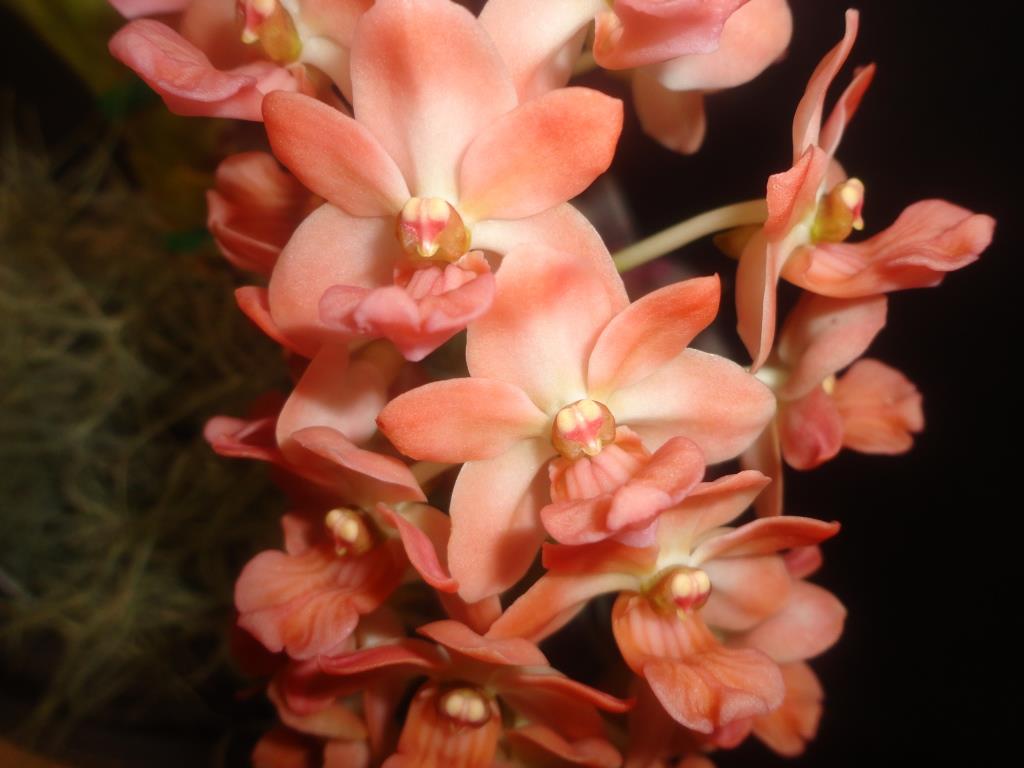 Rhynchostylis gigantea