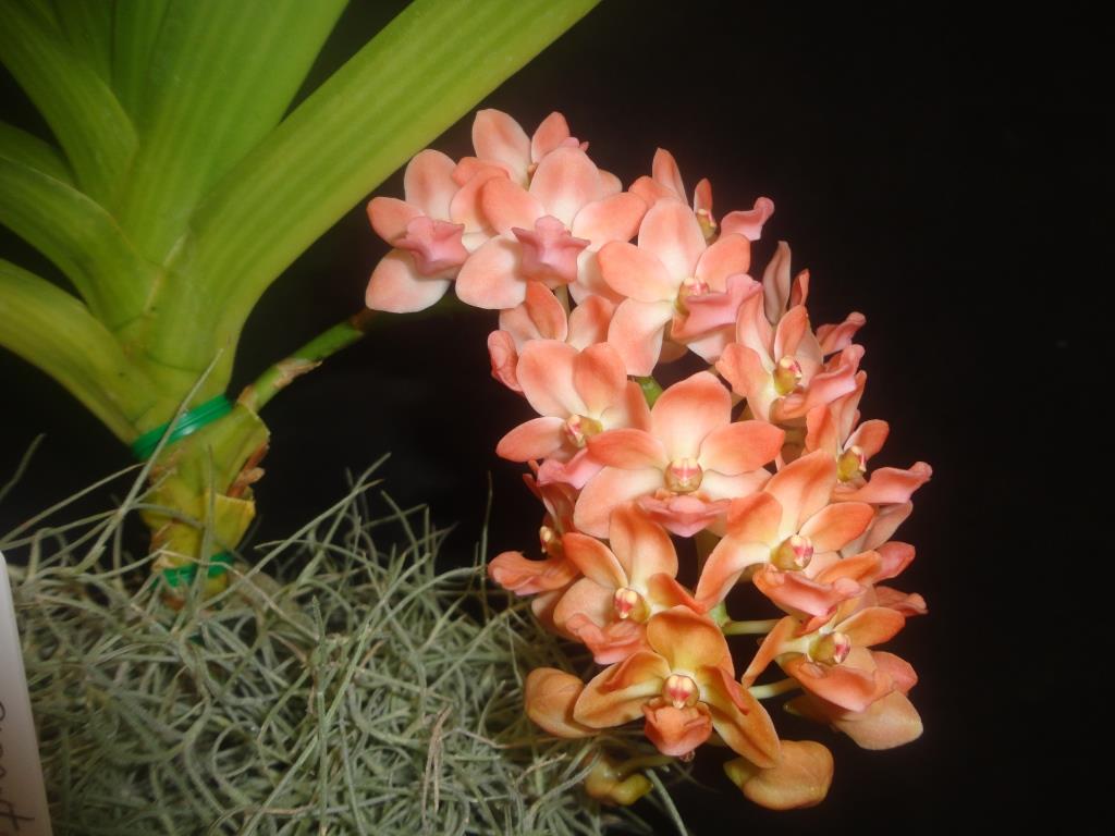Rhynchostylis gigantea - photo 2