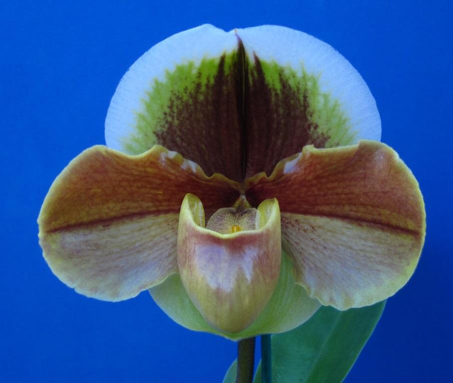 Paph Memoria Barbara Francis