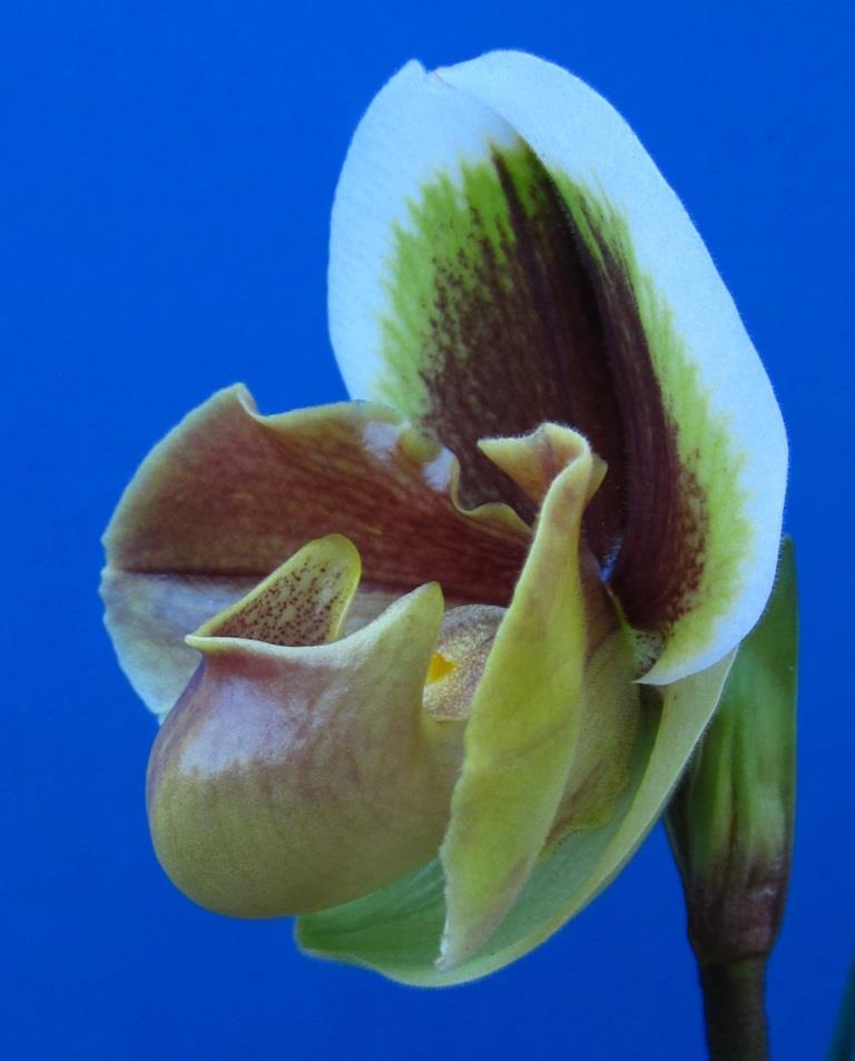 Paphiopedilum Memoria Barbara Francis - photo 2