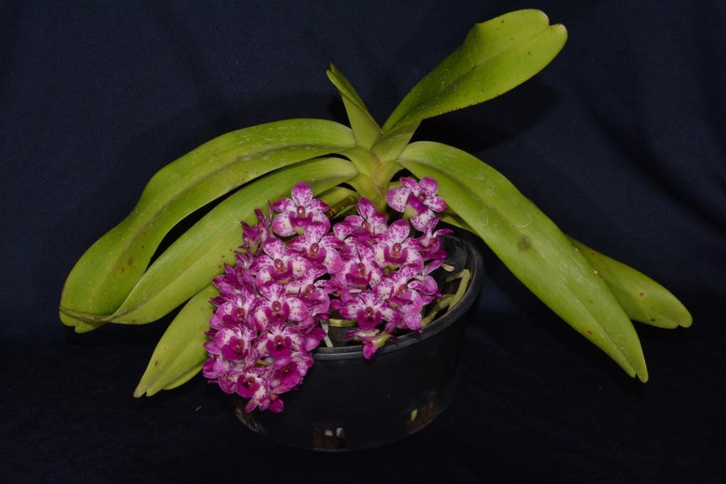 Richardmizutaara Norma - photo 2