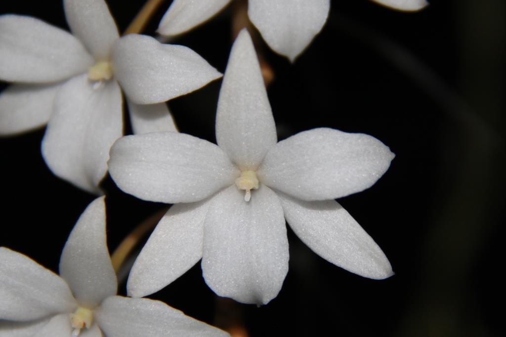 Aerangis modesta