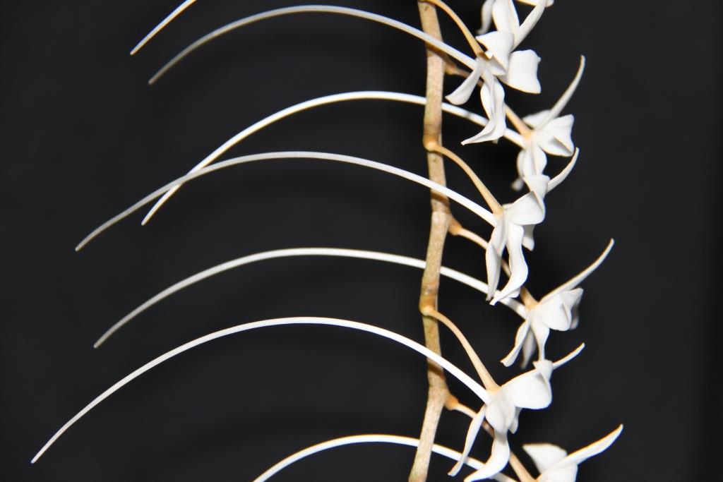 Aerangis modesta - photo 2