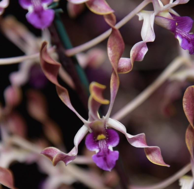 Den Fraser's Elite Dragon