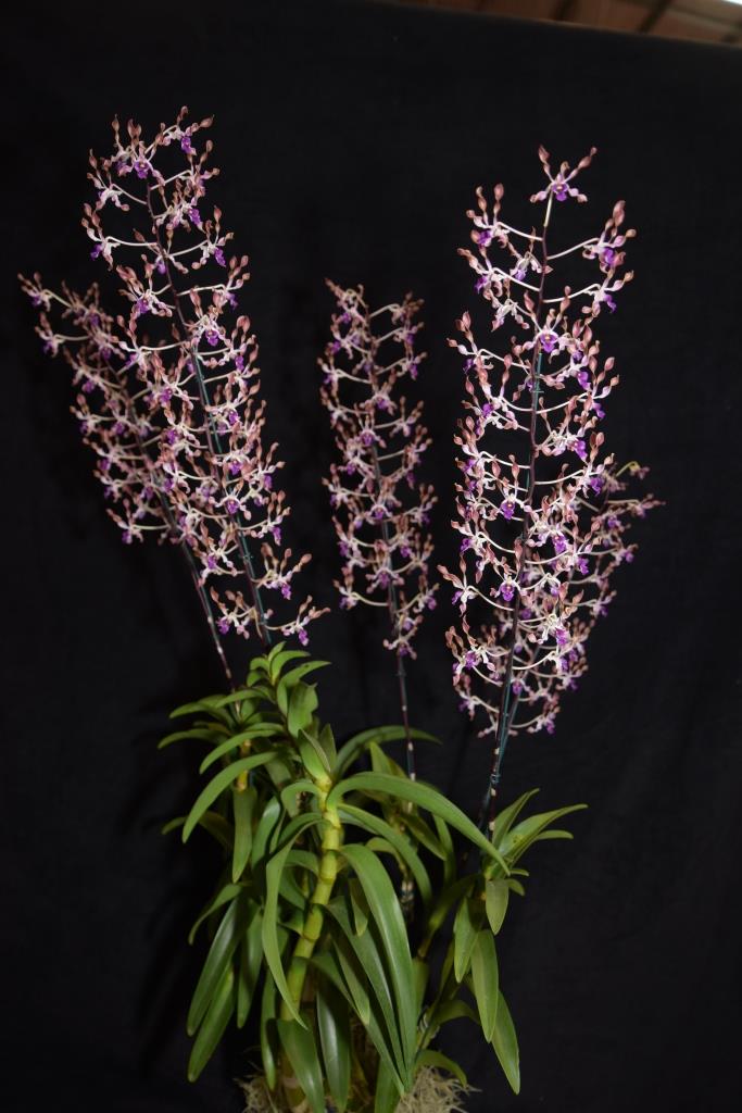 Dendrobium Fraser's Elite Dragon - photo 2