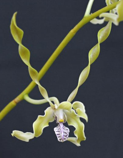 Dendrobium laxiflorum