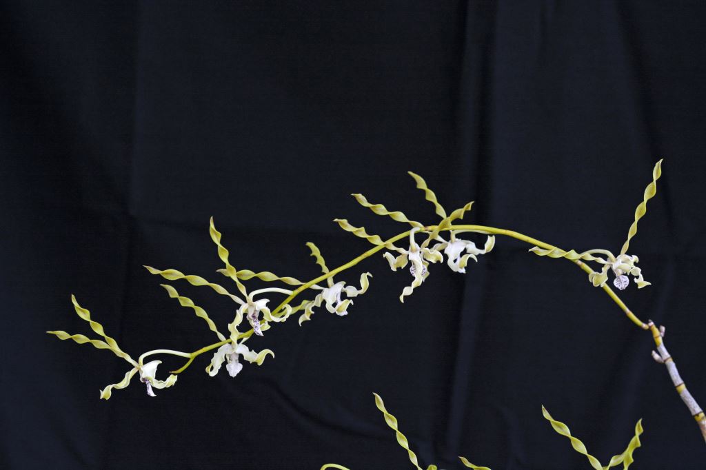 Dendrobium laxiflorum - photo 2