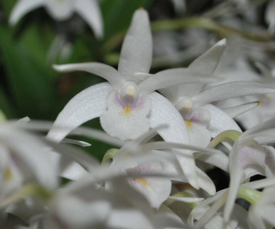 Den Memoria Ian Willoughby