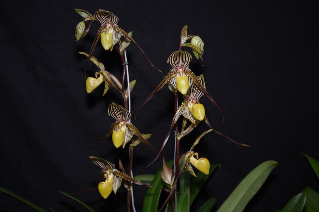 Paph Saint Swithin