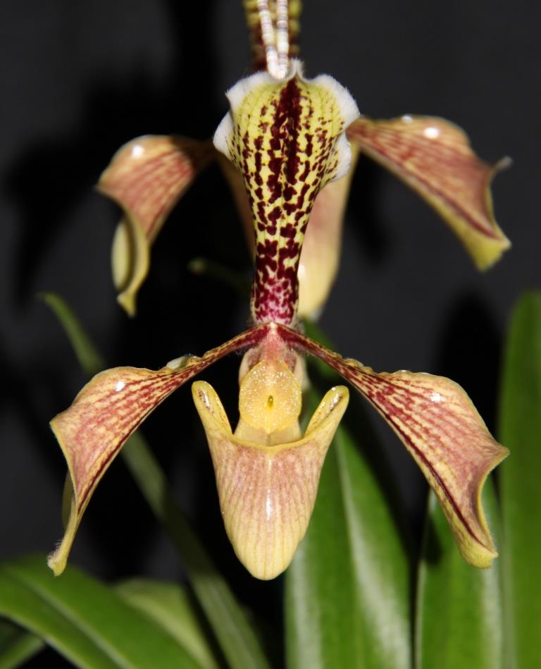 Paphiopedilum villosum var. boxallii