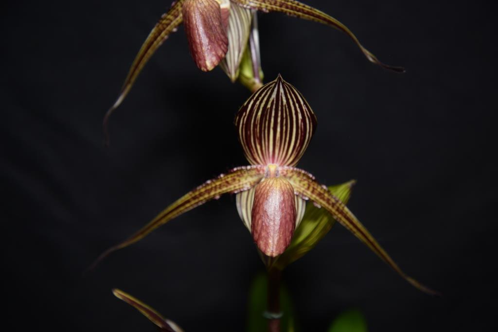Paphiopedilum rothschildianum