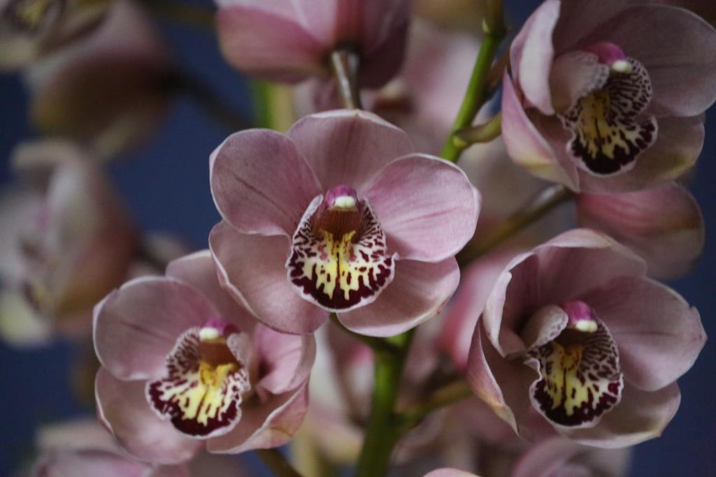 Cym Serhan's Splendor