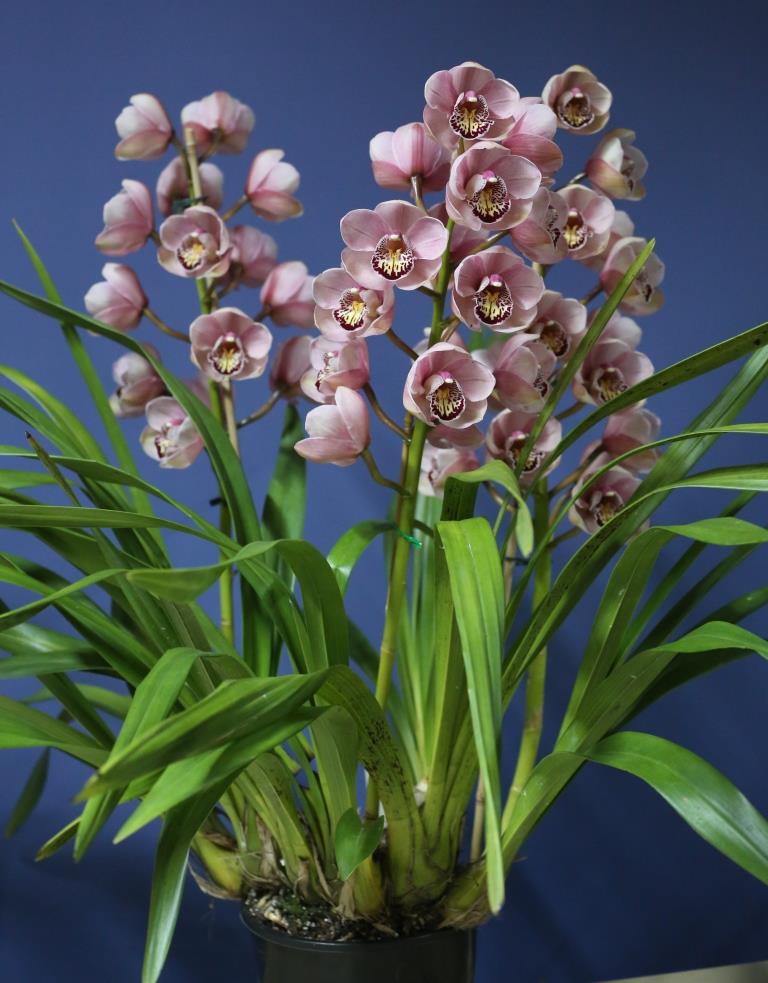Cymbidium Serhan's Splendor - photo 2