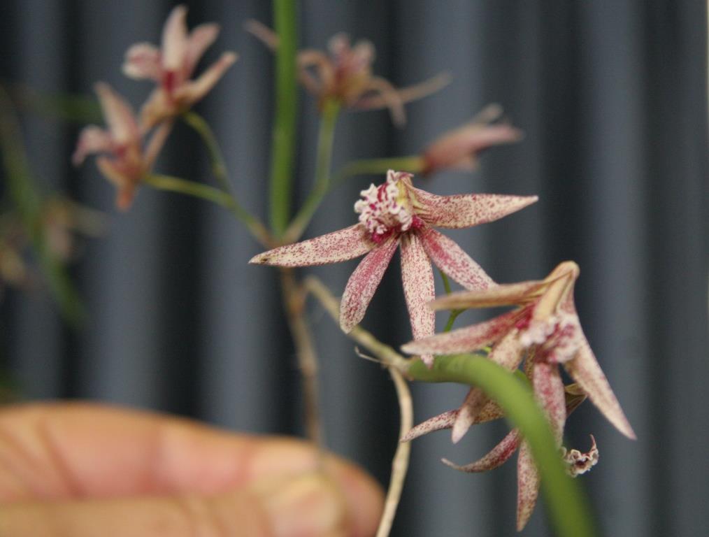 Den.Australian Freckles