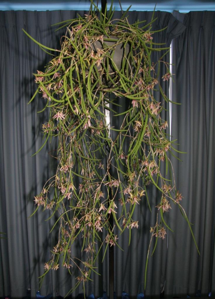 Dendrobium Australian Freckles - photo 2