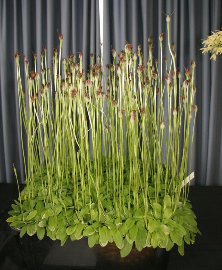 Pterostylis pedunculata