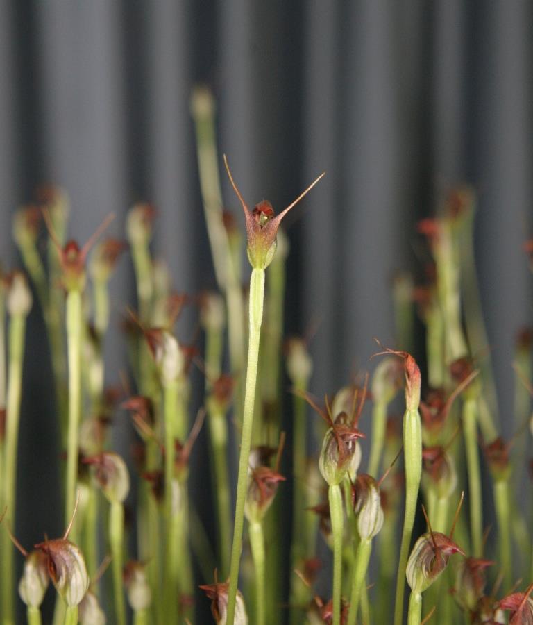 Pterostylis pedunculata - photo 2