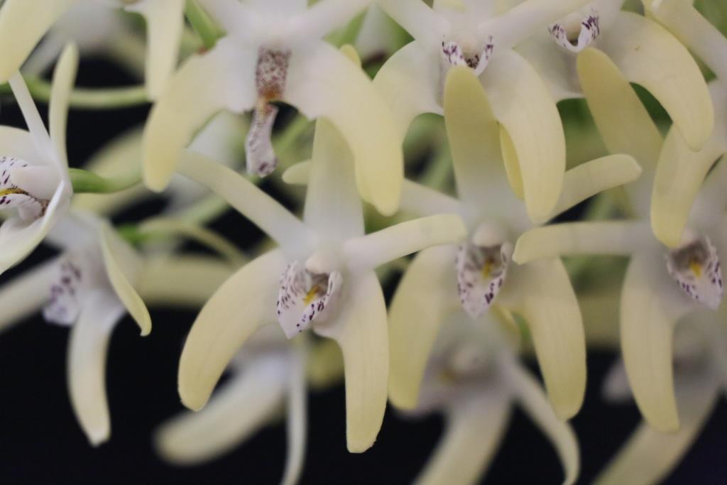 Dendrobium speciosum