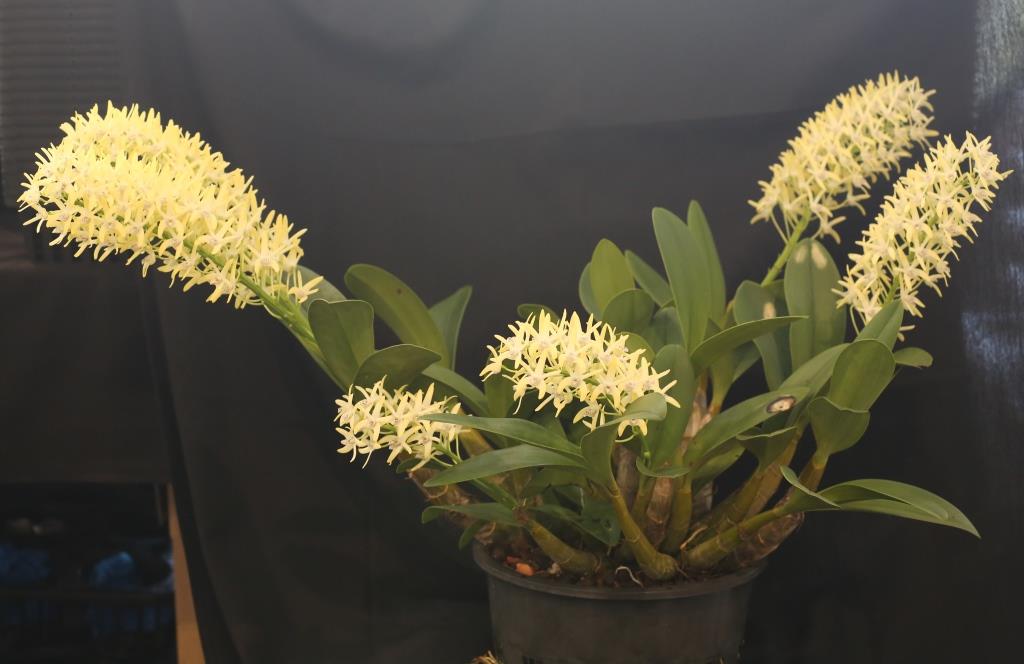 Dendrobium speciosum var. boreale - photo 2