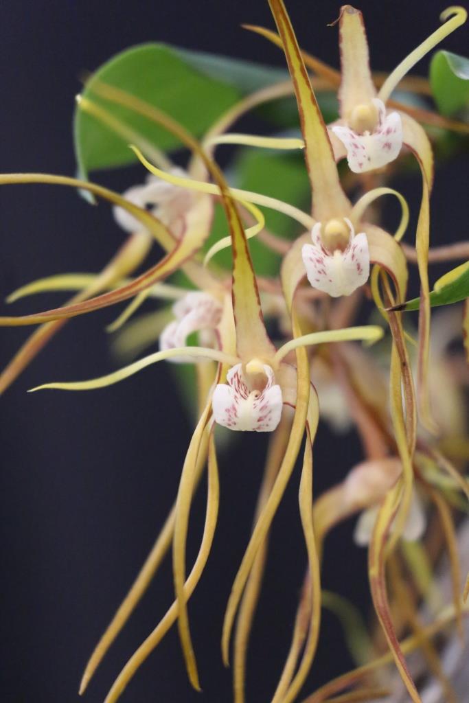 Dendrobium tetragonum