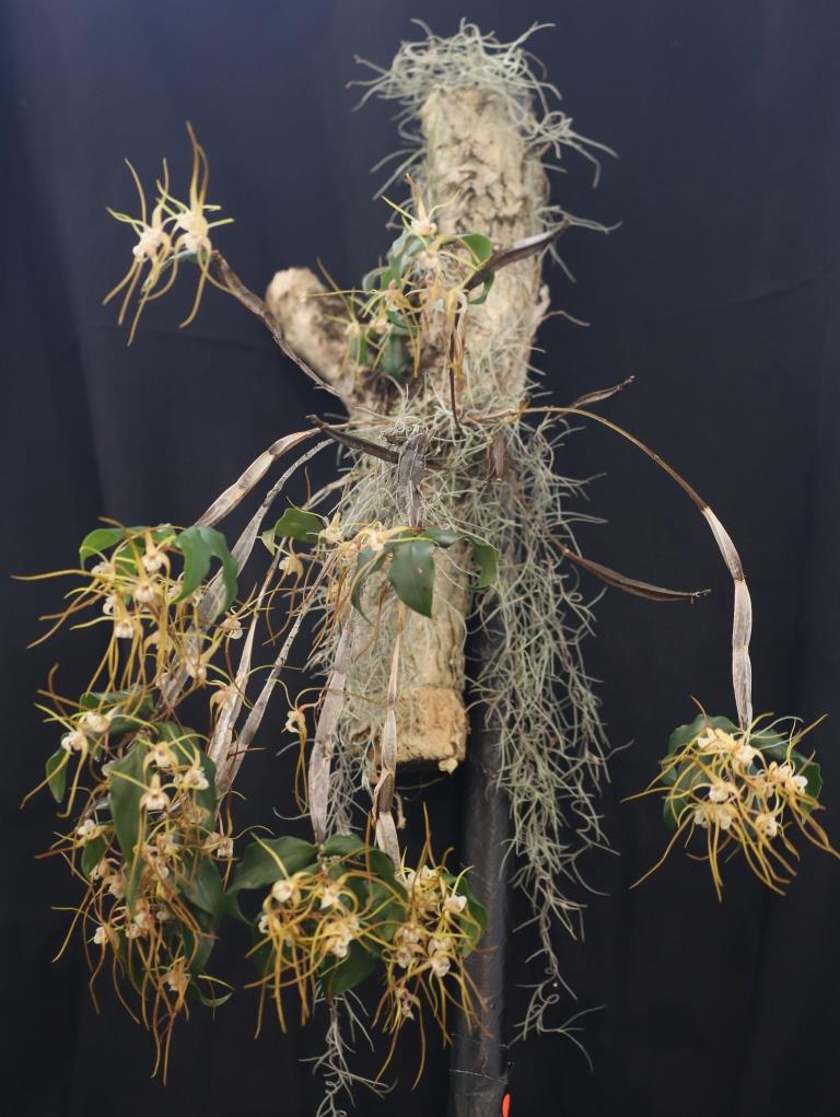 Dendrobium tetragonum subsp. tetragonum - photo 2