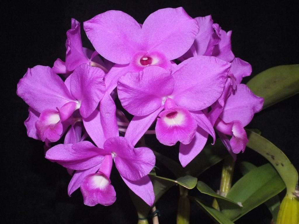 Guarianthe skinneri - photo 2