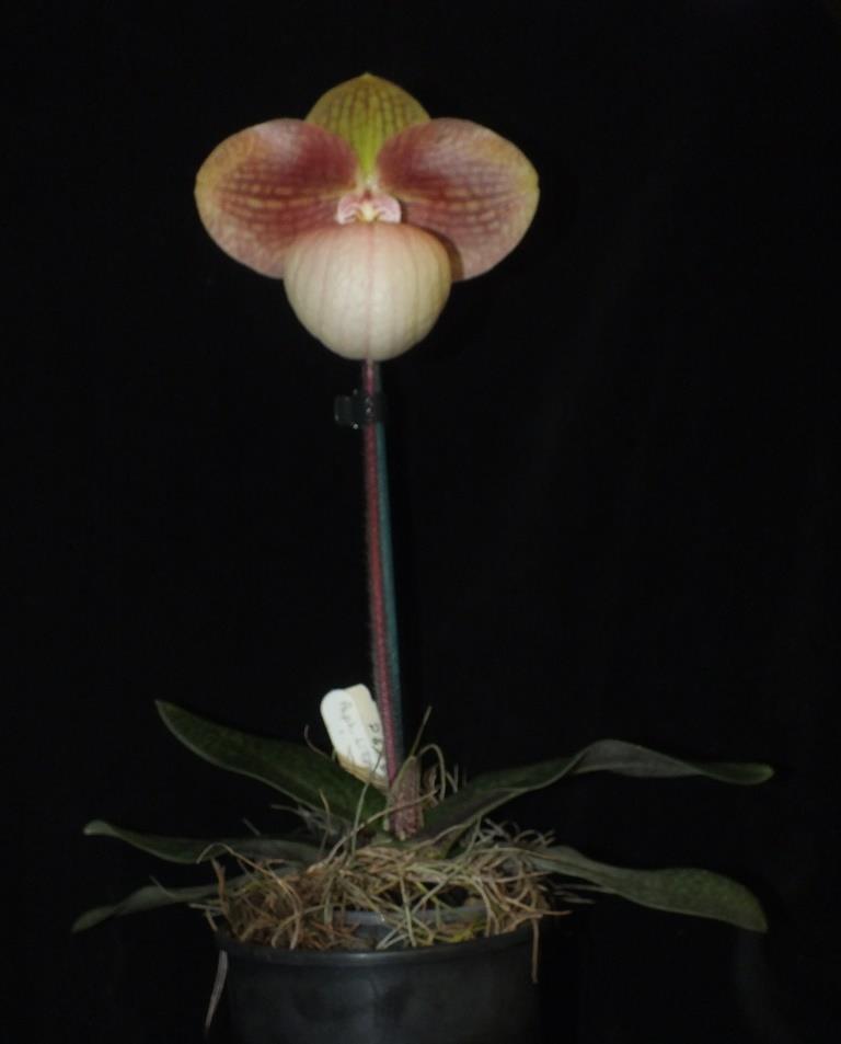 Paphiopedilum Liberty Taiwan - photo 2