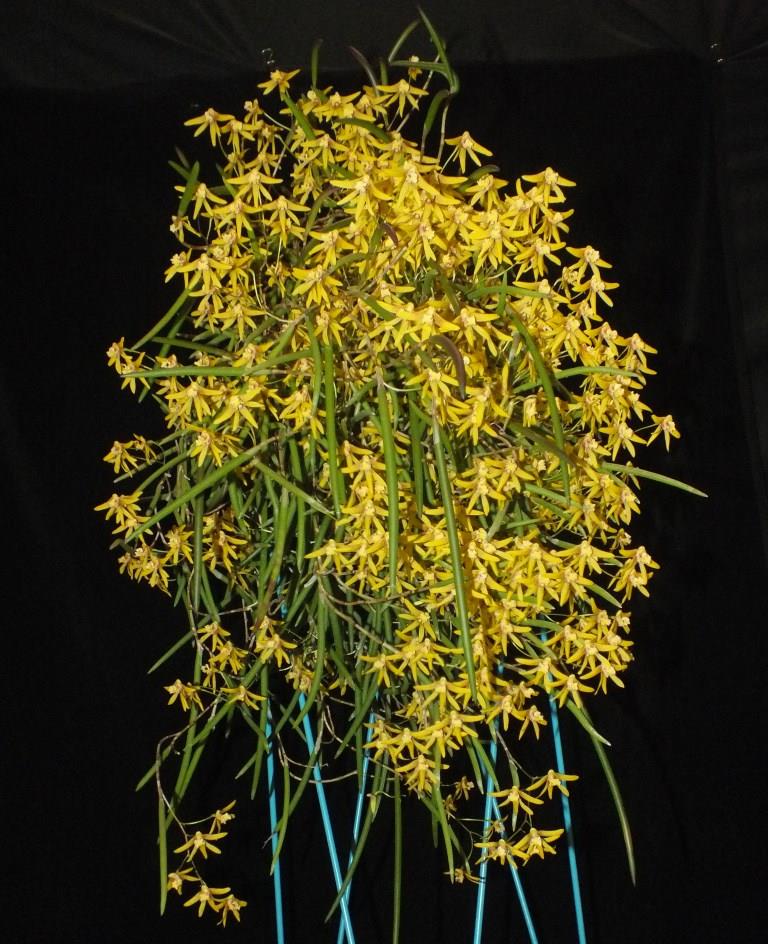 Dendrobium Tweetas - photo 2