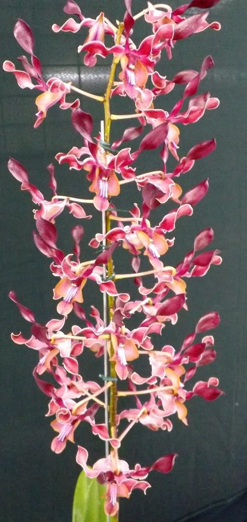 Dendrobium Kuranda Maid - photo 2