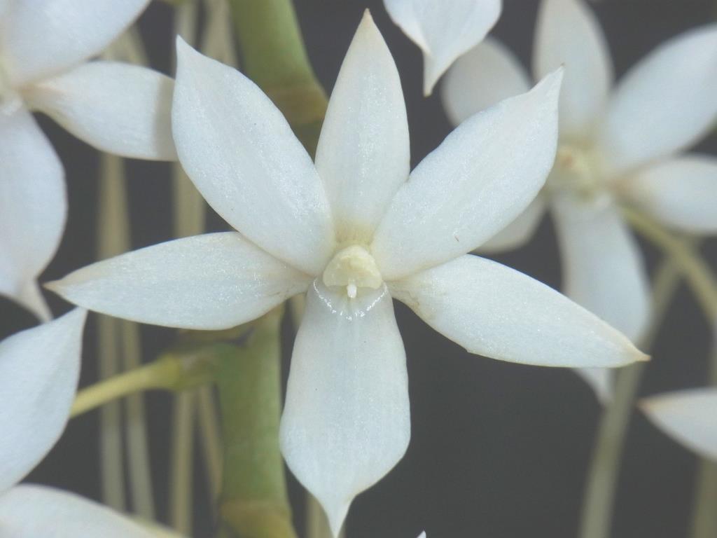 Aerangis Elro - photo 2