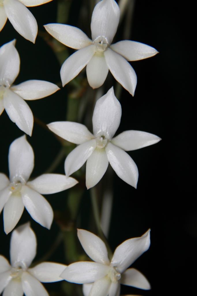 Aerangis articulata - photo 2