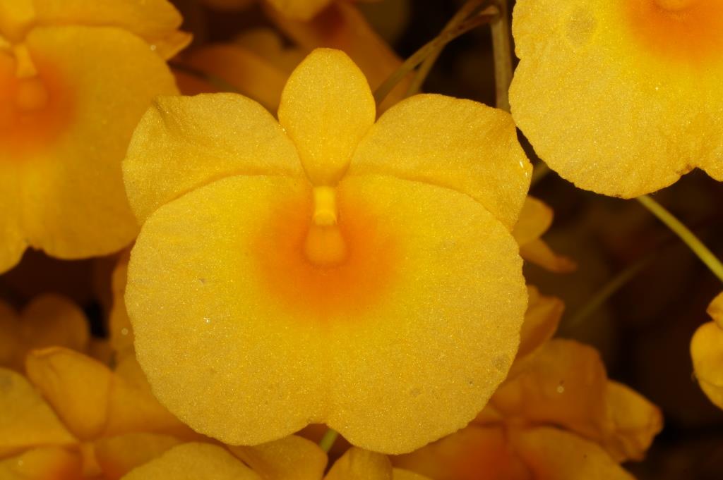 Dendrobium lindleyi - photo 2