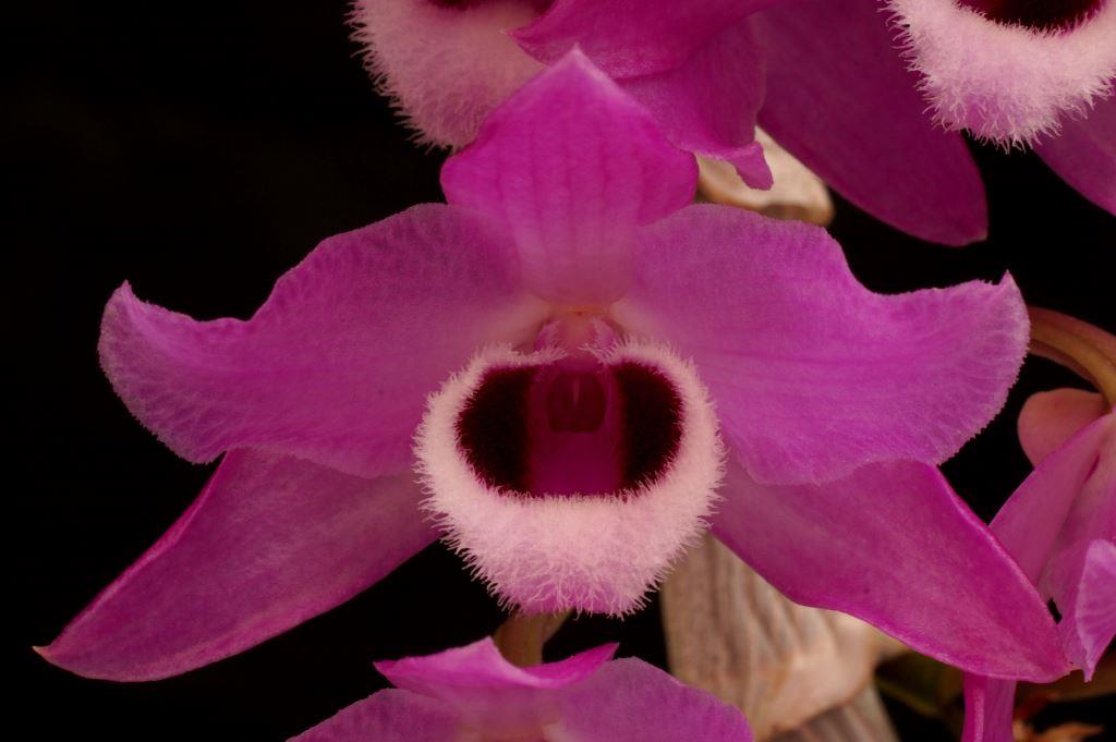 Dendrobium parishii - photo 2