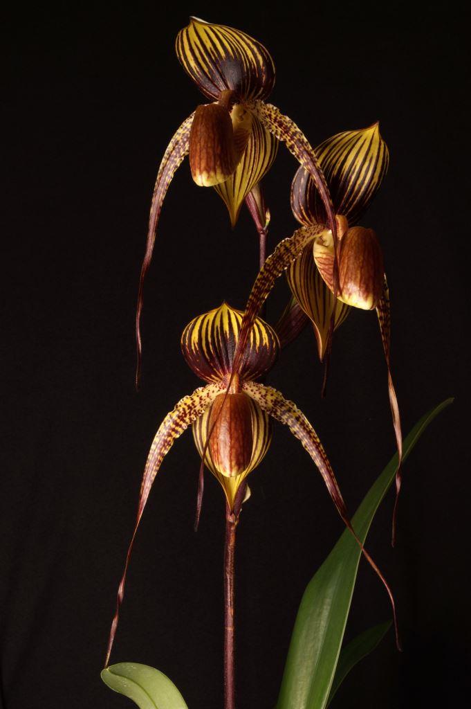 Paph Johanna Burkhardt