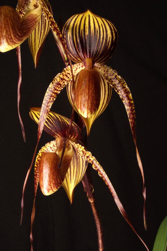 Paphiopedilum Johanna Burkhardt - photo 2