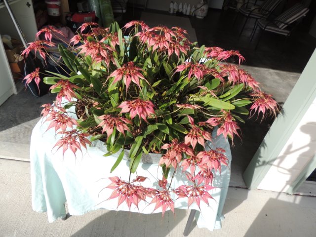 Bulbophyllum rothschildianum