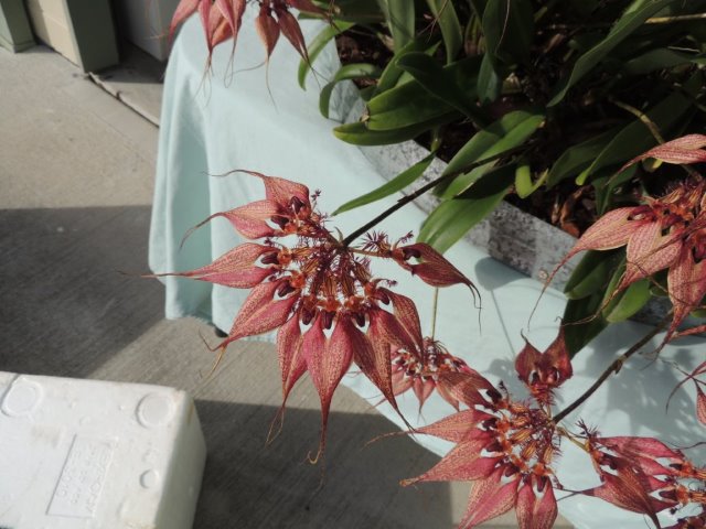 Bulbophyllum rothschildianum - photo 2