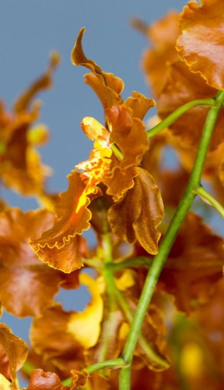 Gomesa Bob's Dream - photo 2