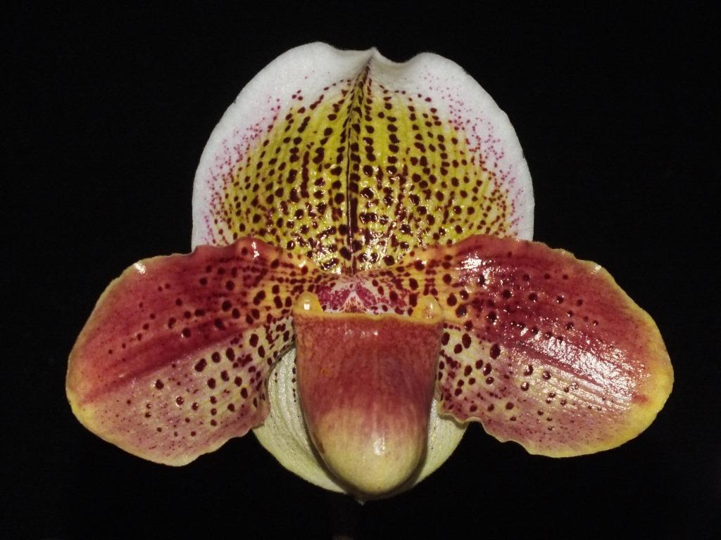 Paph Pacific Melody