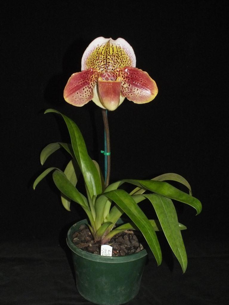 Paphiopedilum Pacific Melody - photo 2