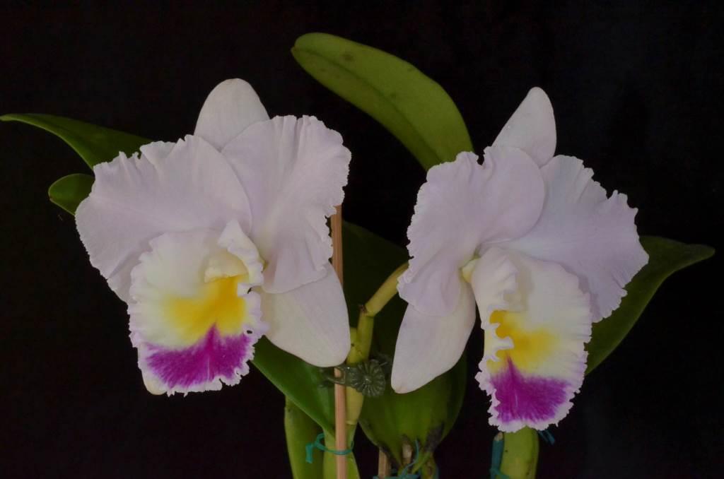 Rlc Lakehaven Windstorm