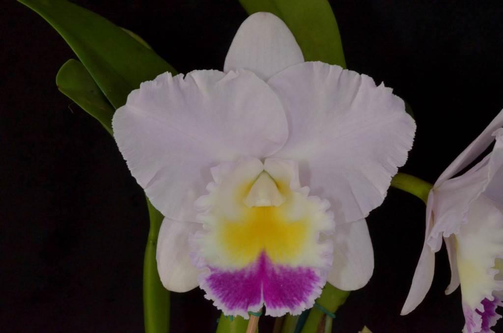 Rhyncholaeliocattleya Lakehaven Windstorm - photo 2