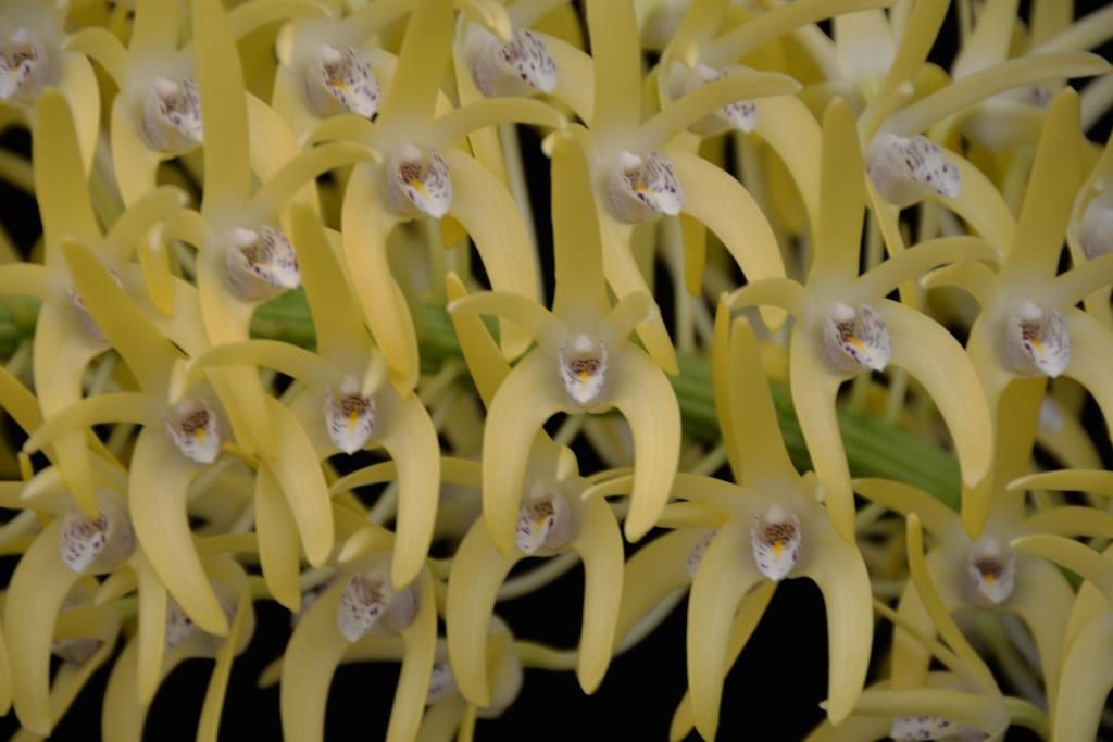 Dendrobium speciosum